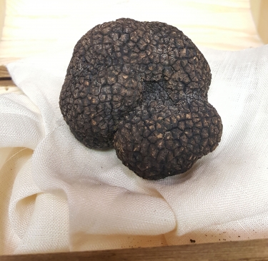Trufa negra de Soria