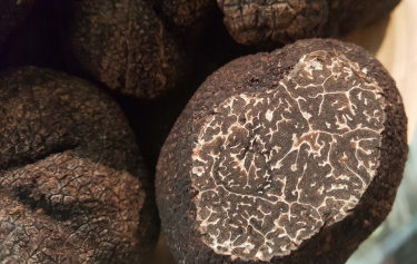Trufa Negra de Soria