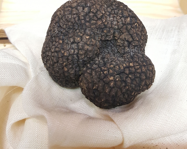 Trufa negra de Soria