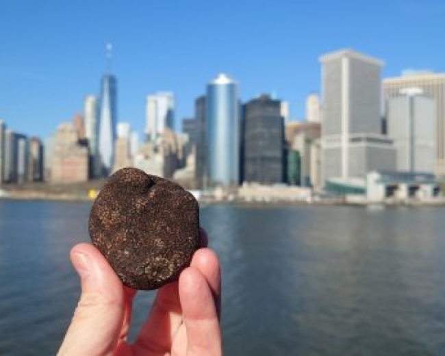 Trufa de Soria en Nueva York