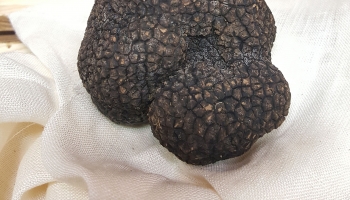 Trufa negra de Soria