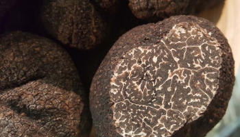 Trufa Negra de Soria