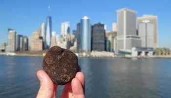 Trufa de Soria en Nueva York